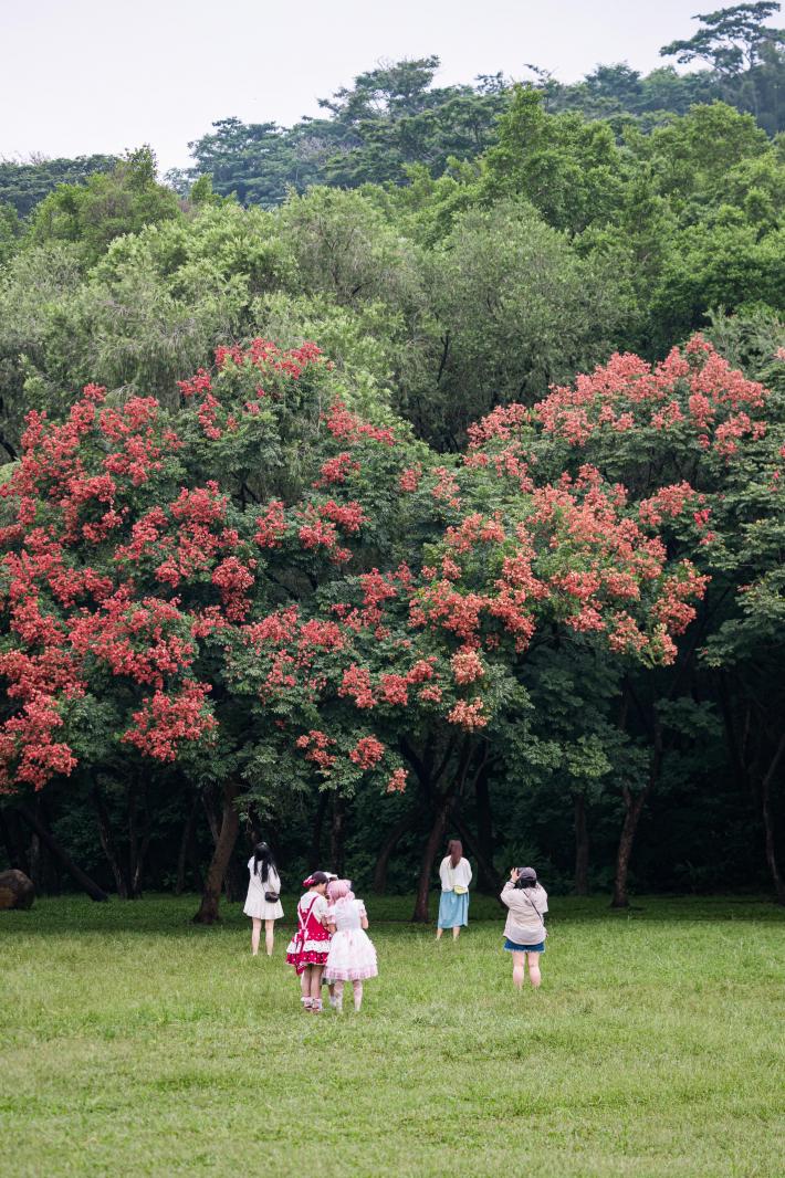 莲花山栾树