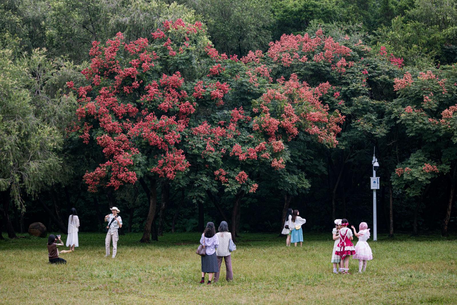 莲花山栾树