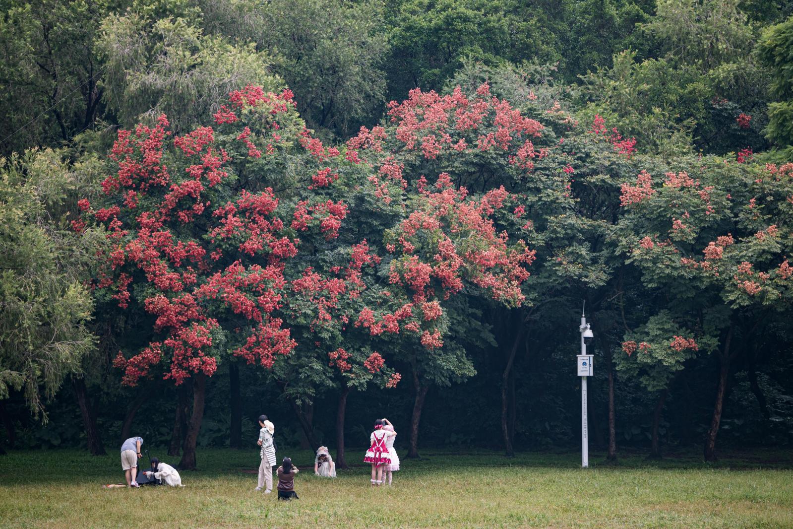 莲花山栾树