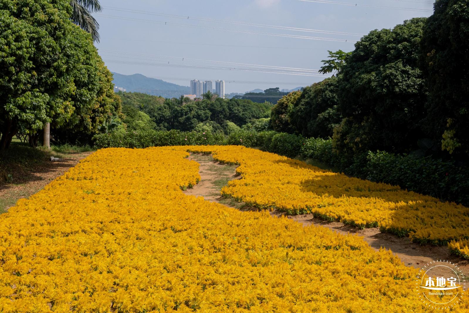 青草排公园
