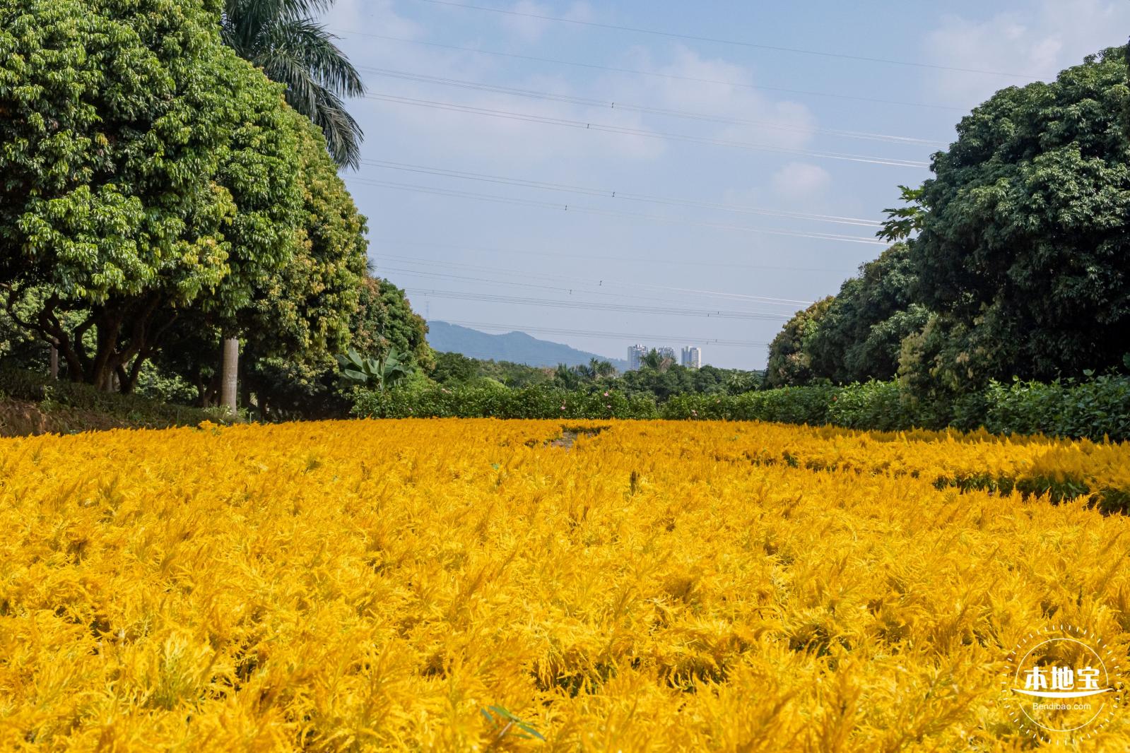 青草排公园