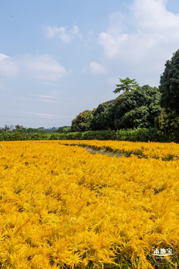 青草排公园