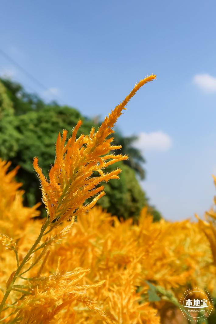 青草排公园