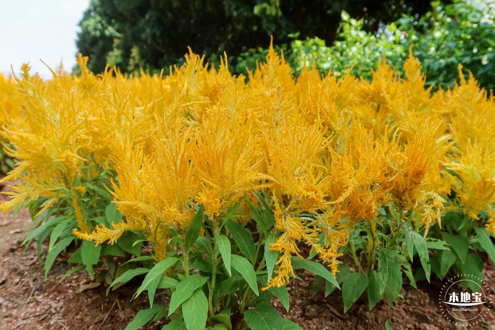青草排公园