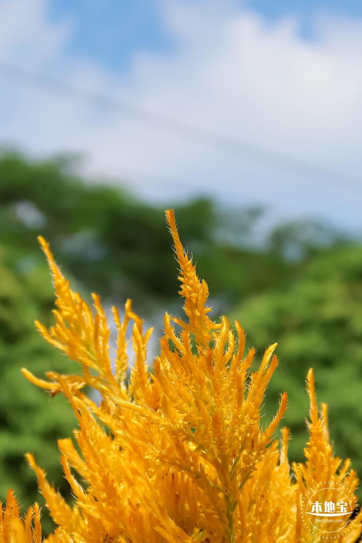 青草排公园