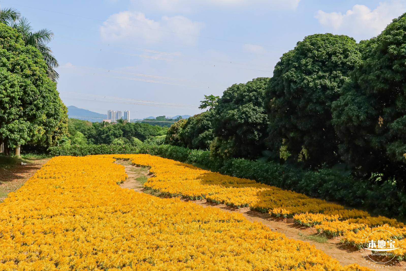 青草排公园