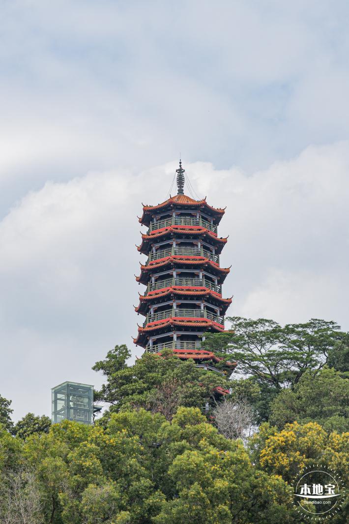 红花山粉黛乱子草