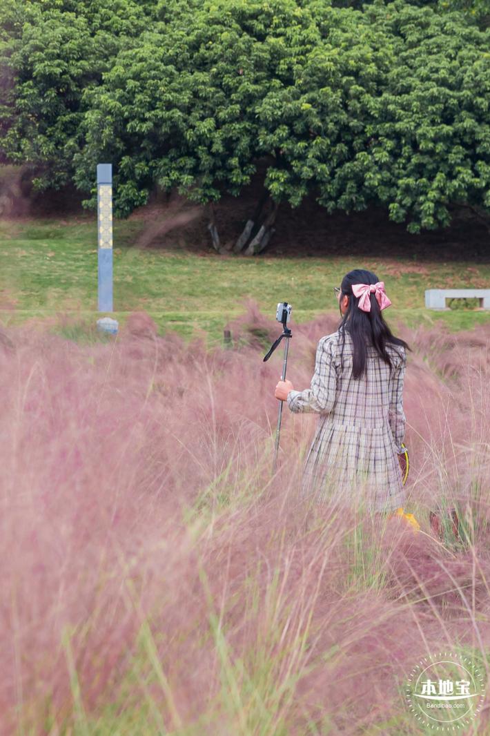 红花山粉黛乱子草