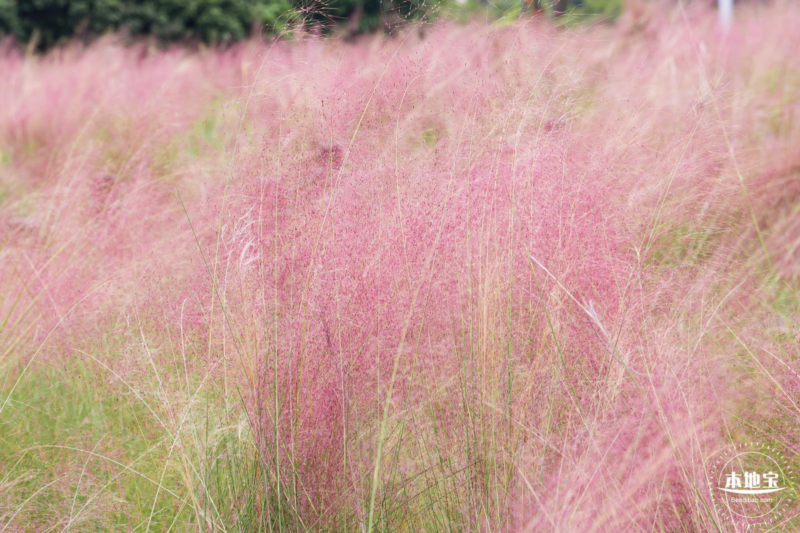 红花山粉黛乱子草
