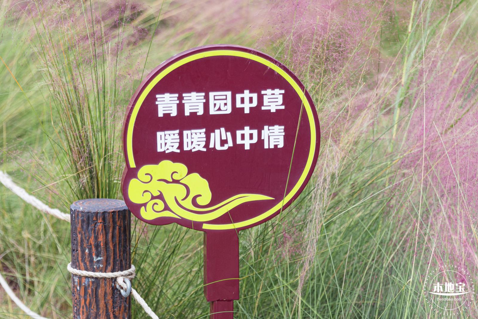 红花山粉黛乱子草