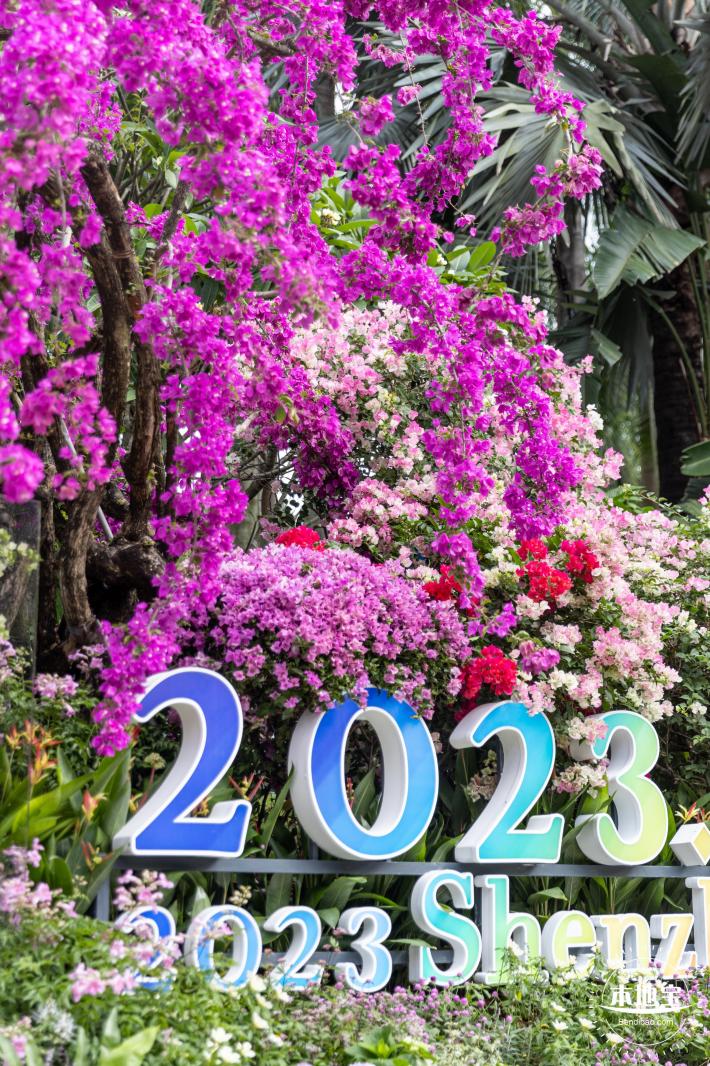 2023深圳簕杜鹃展