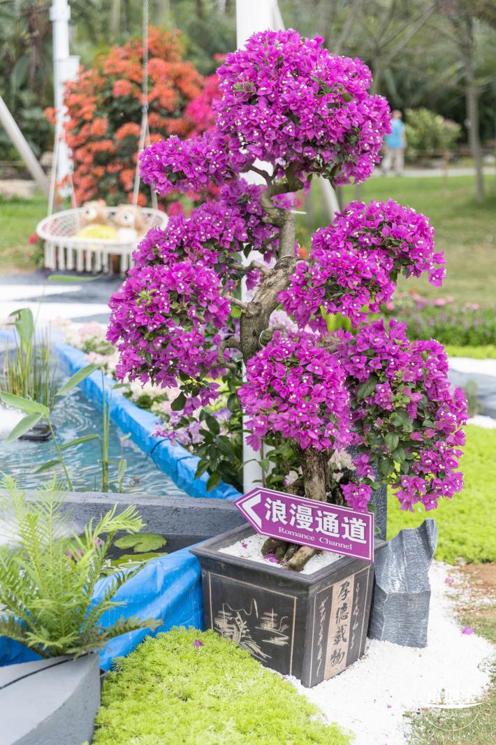2023深圳簕杜鹃展