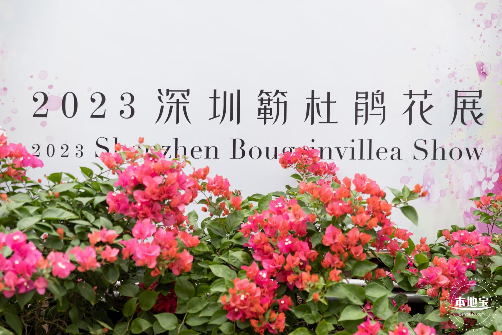 2023深圳簕杜鹃展