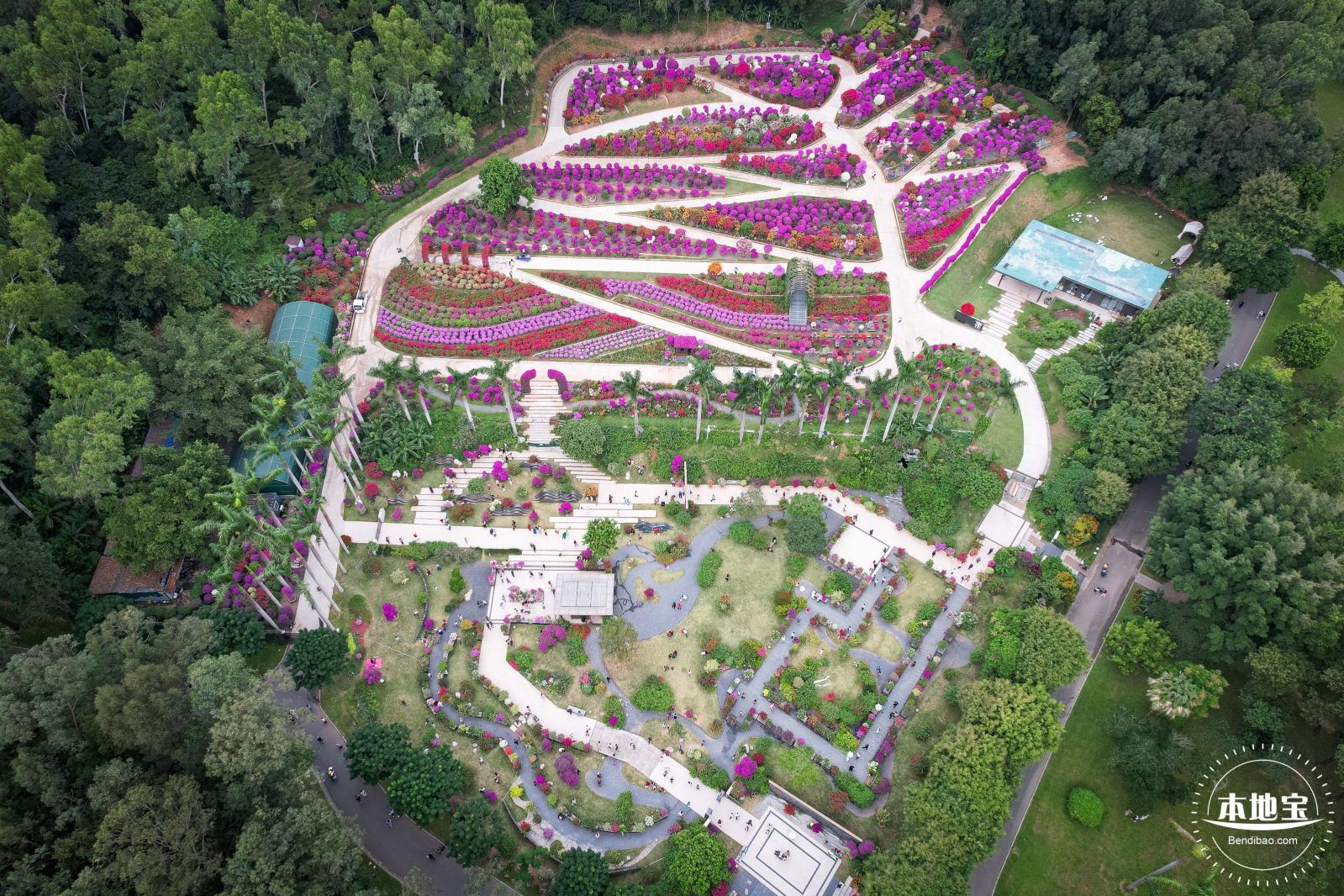 2023深圳簕杜鹃展