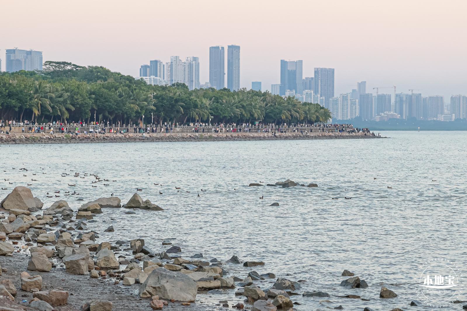 深圳湾公园冬候鸟