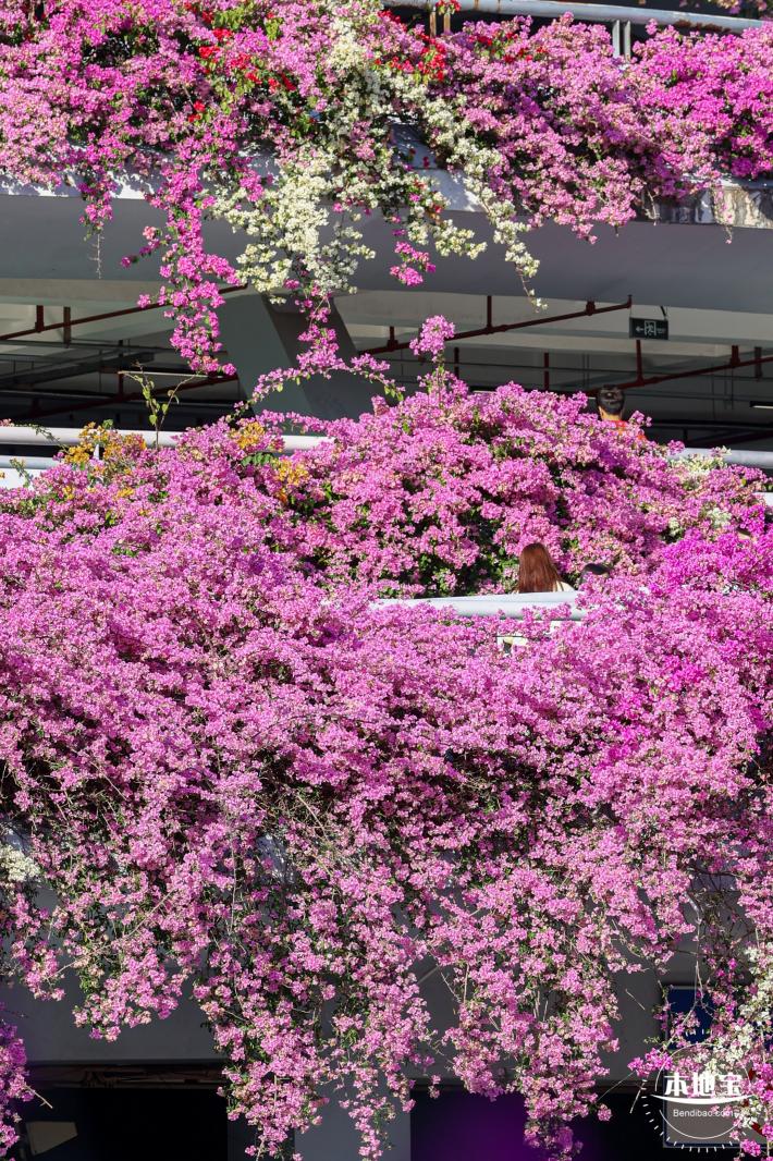 簕杜鹃花海停车场