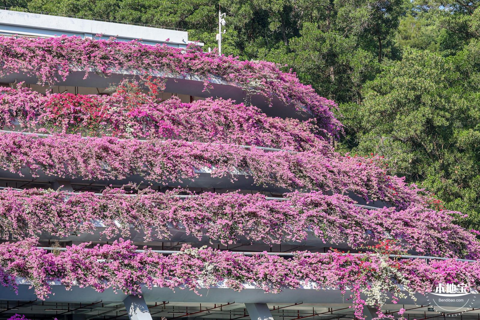 簕杜鹃花海停车场