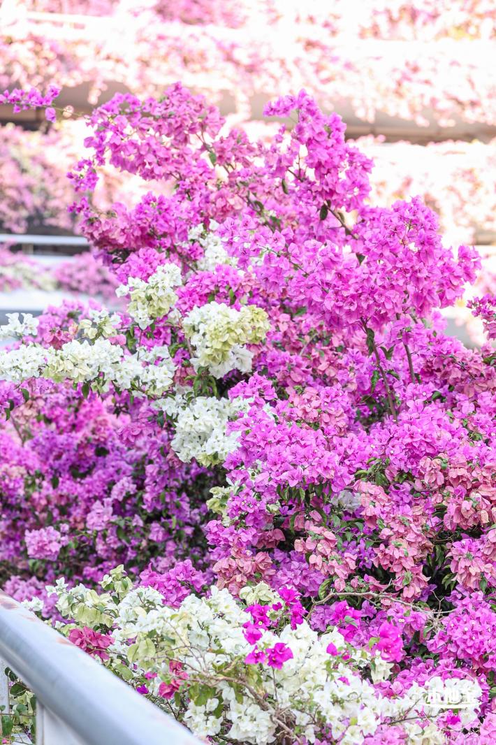 簕杜鹃花海停车场