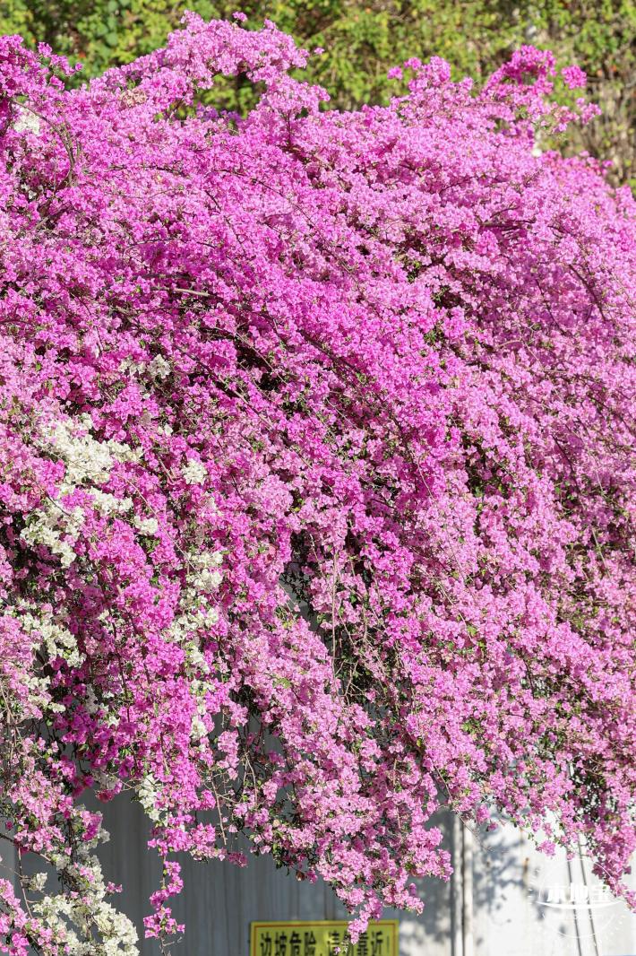 簕杜鹃花海停车场