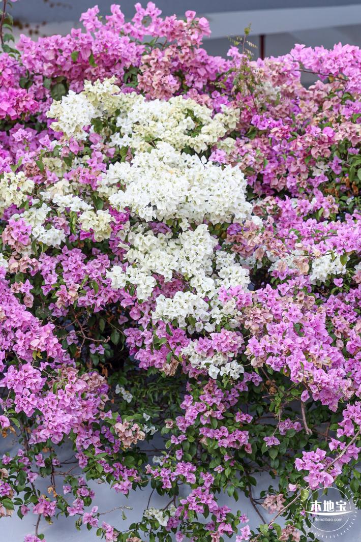 簕杜鹃花海停车场