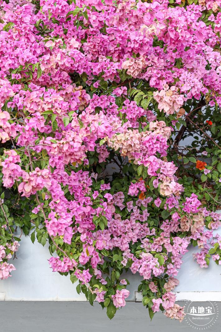 簕杜鹃花海停车场