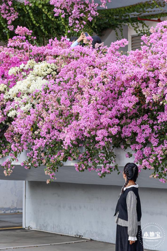 簕杜鹃花海停车场