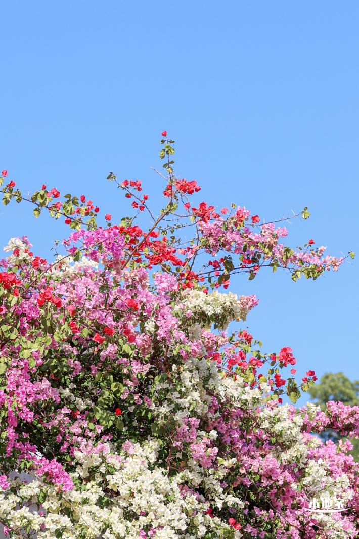簕杜鹃花海停车场