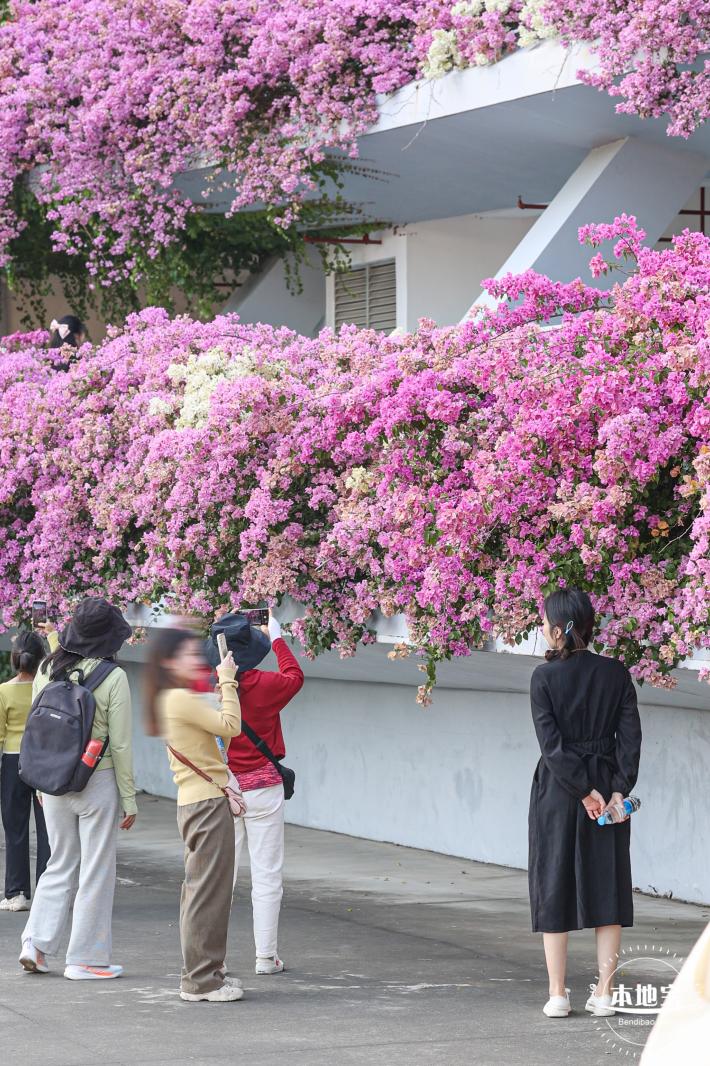簕杜鹃花海停车场