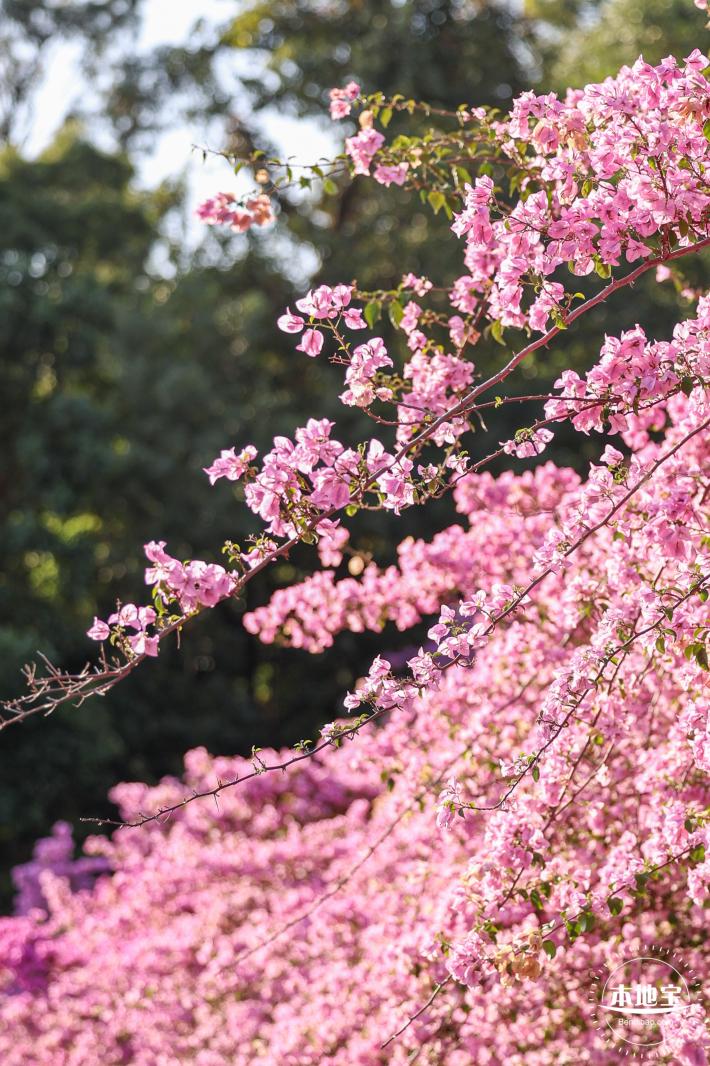 簕杜鹃花海停车场