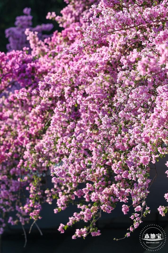 簕杜鹃花海停车场