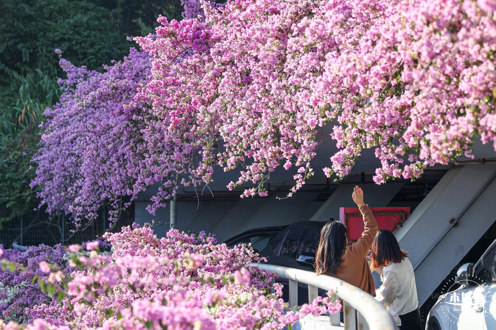 簕杜鹃花海停车场
