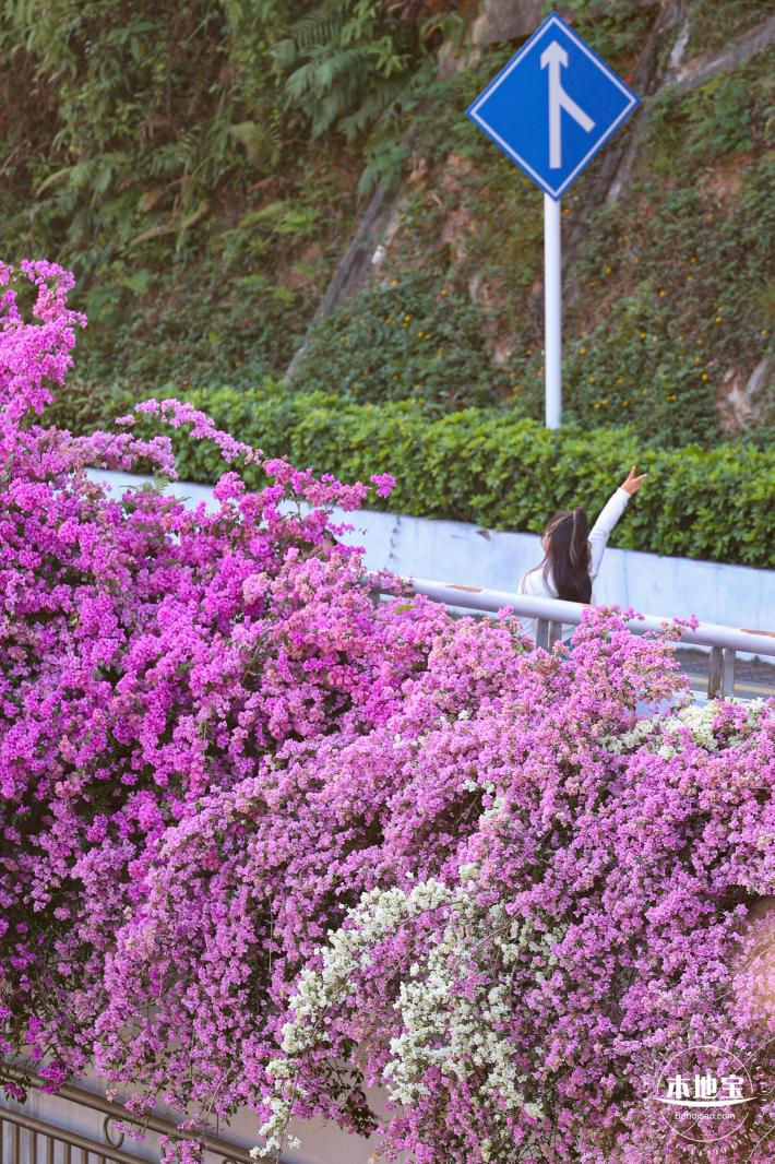 簕杜鹃花海停车场