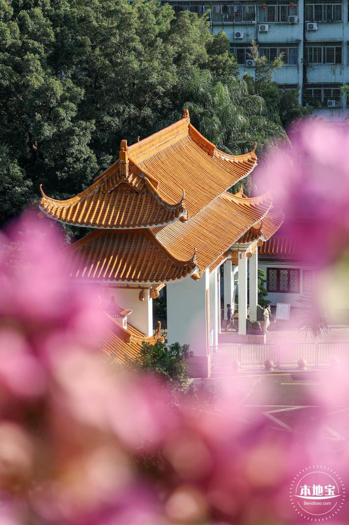 簕杜鹃花海停车场