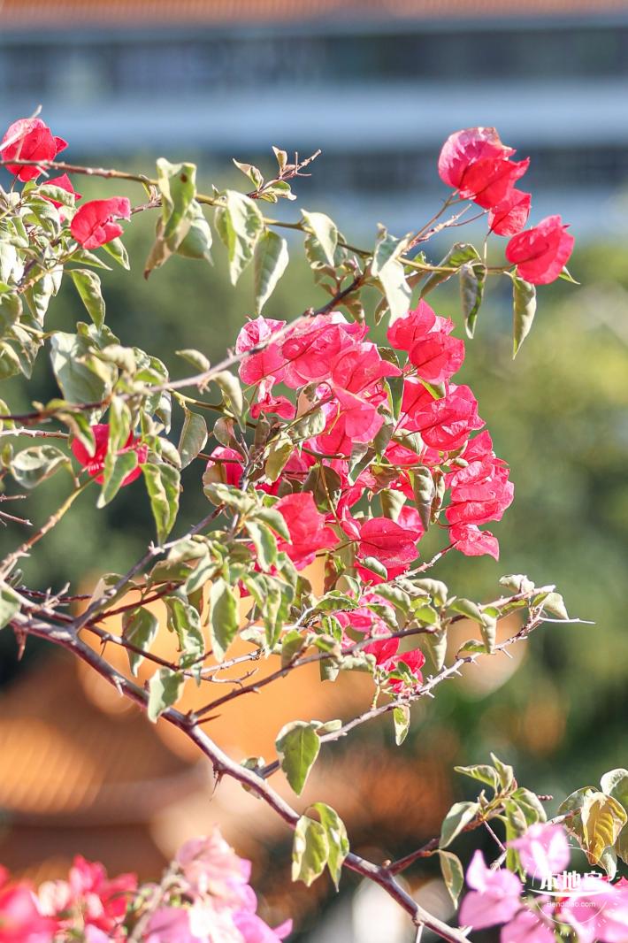 簕杜鹃花海停车场