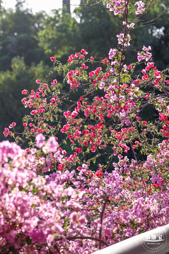 簕杜鹃花海停车场