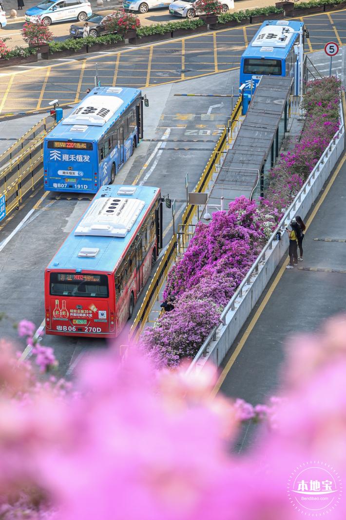 簕杜鹃花海停车场