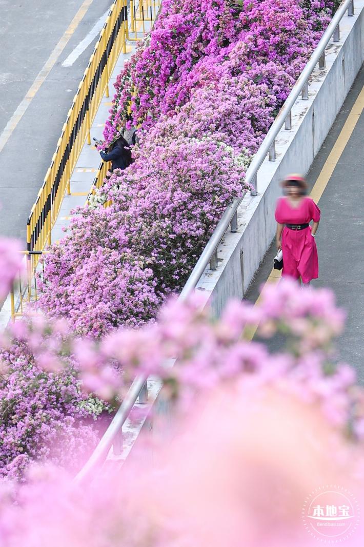 簕杜鹃花海停车场