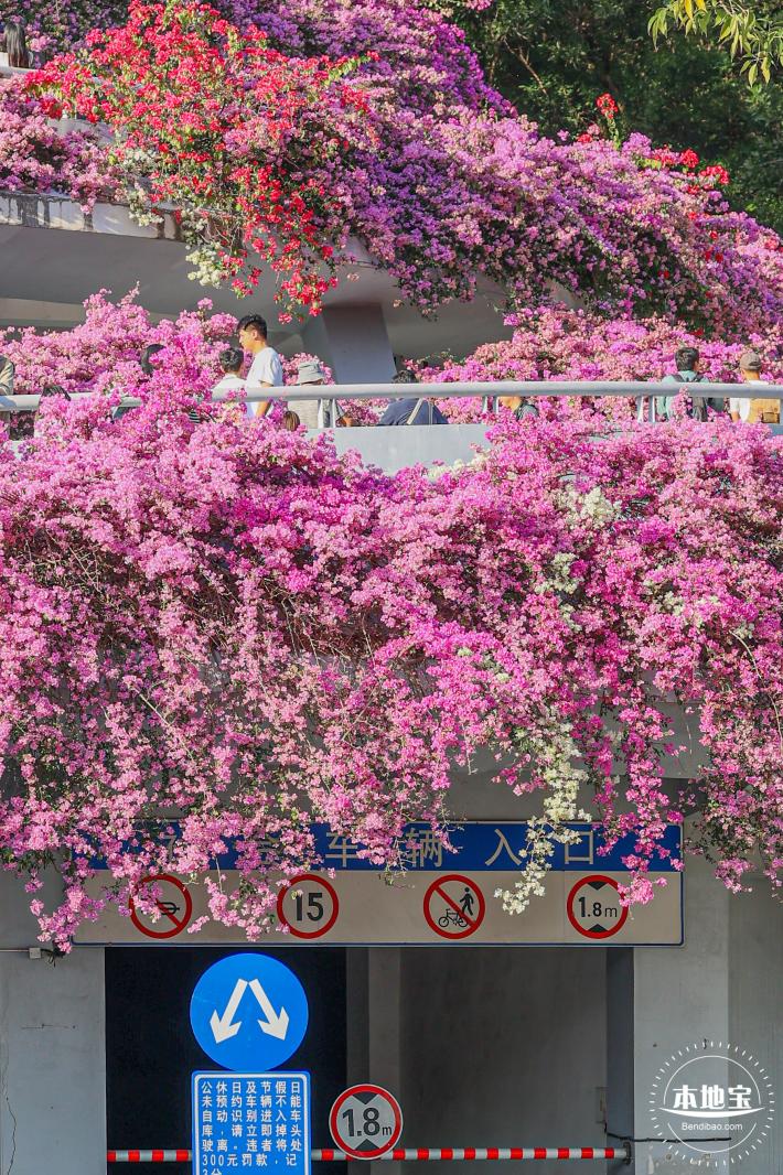 簕杜鹃花海停车场
