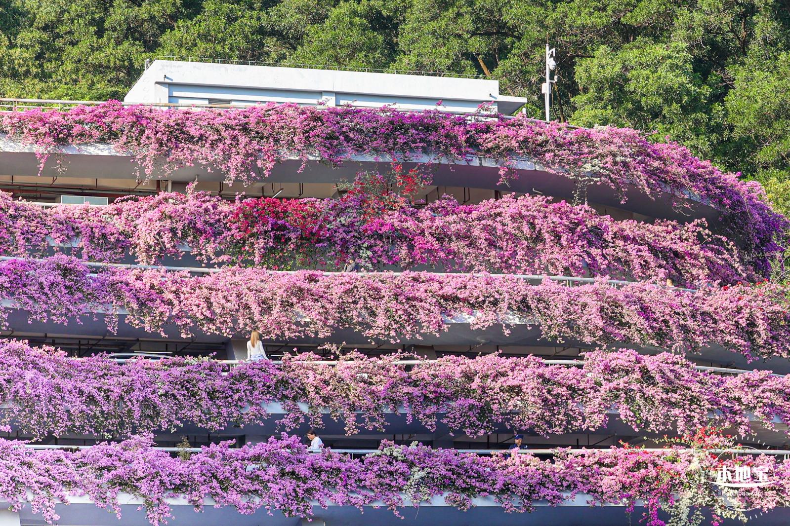 簕杜鹃花海停车场