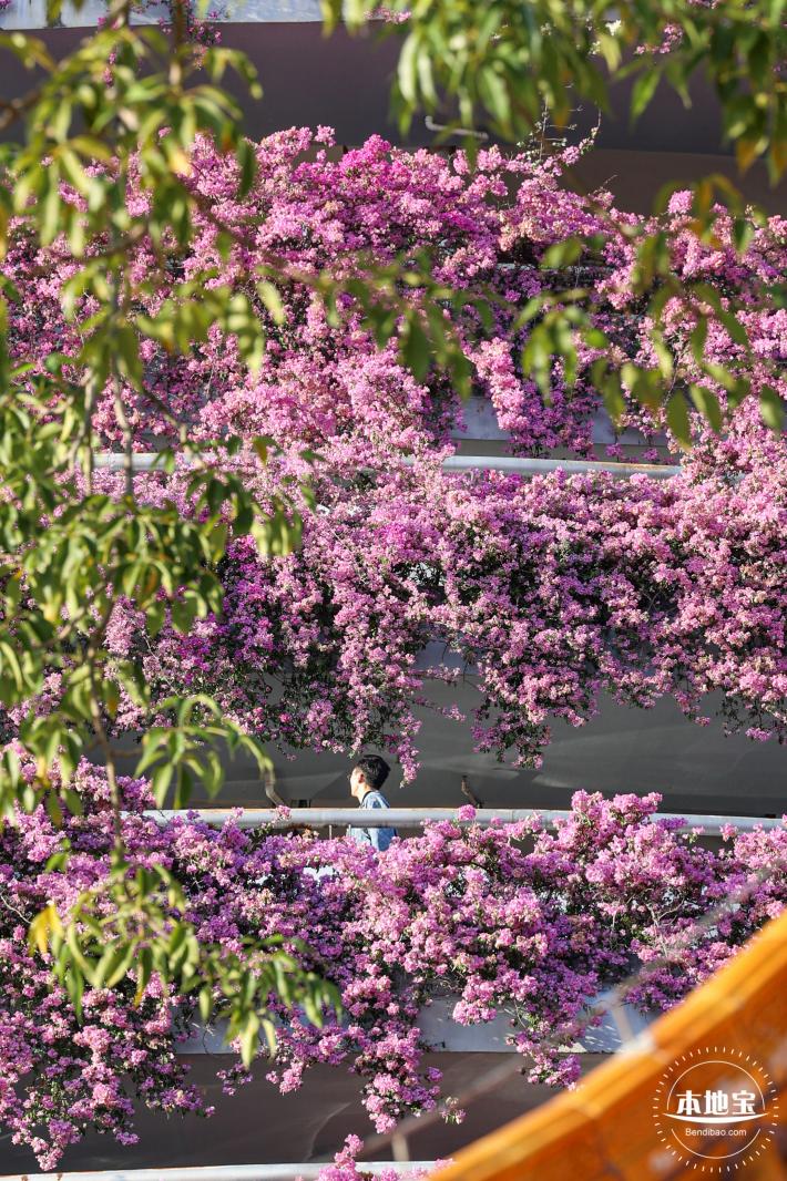 簕杜鹃花海停车场