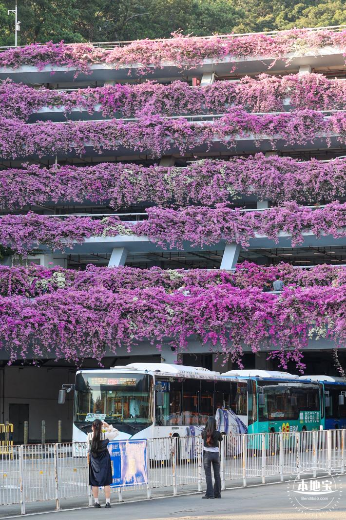 簕杜鹃花海停车场