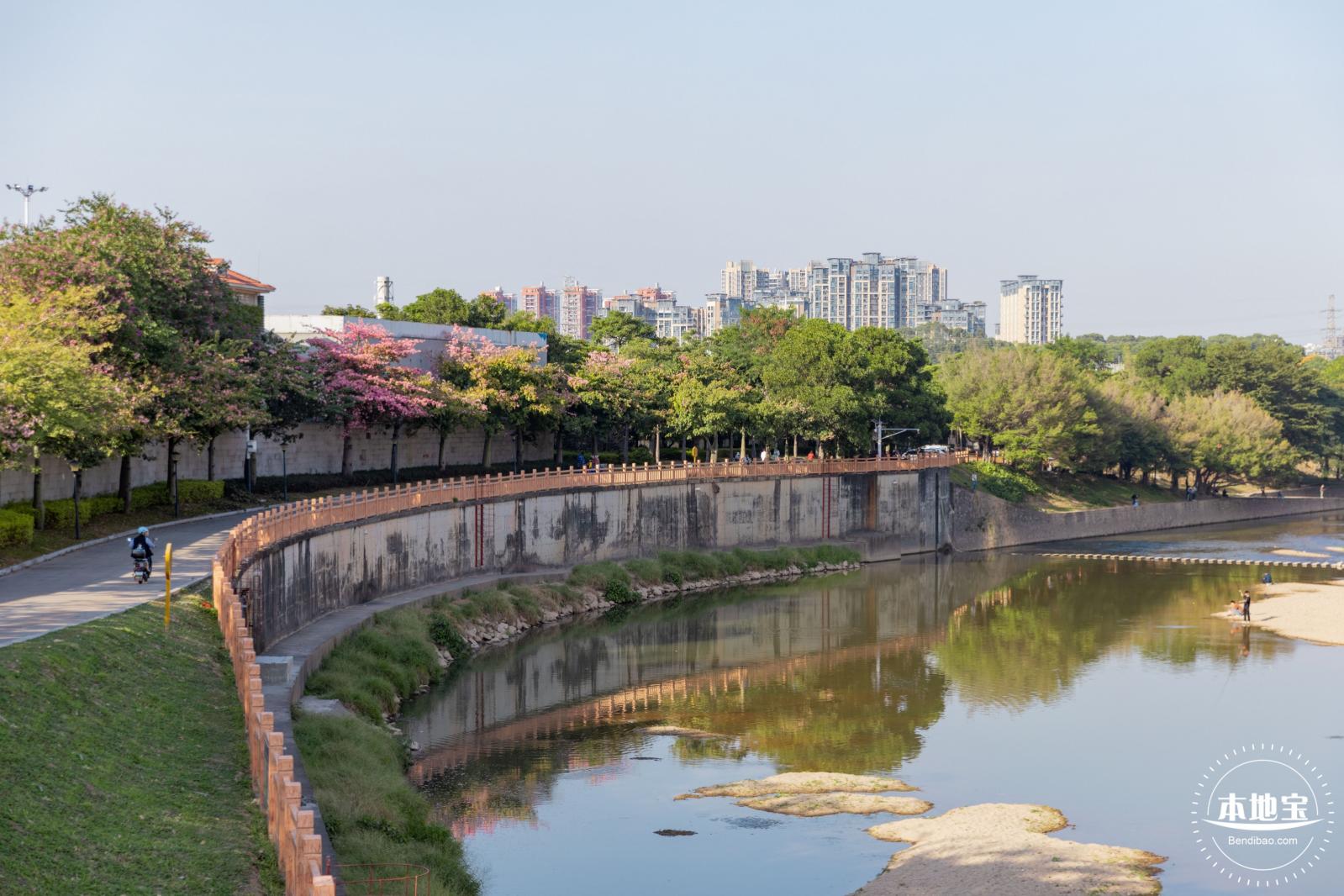 观澜河异木棉