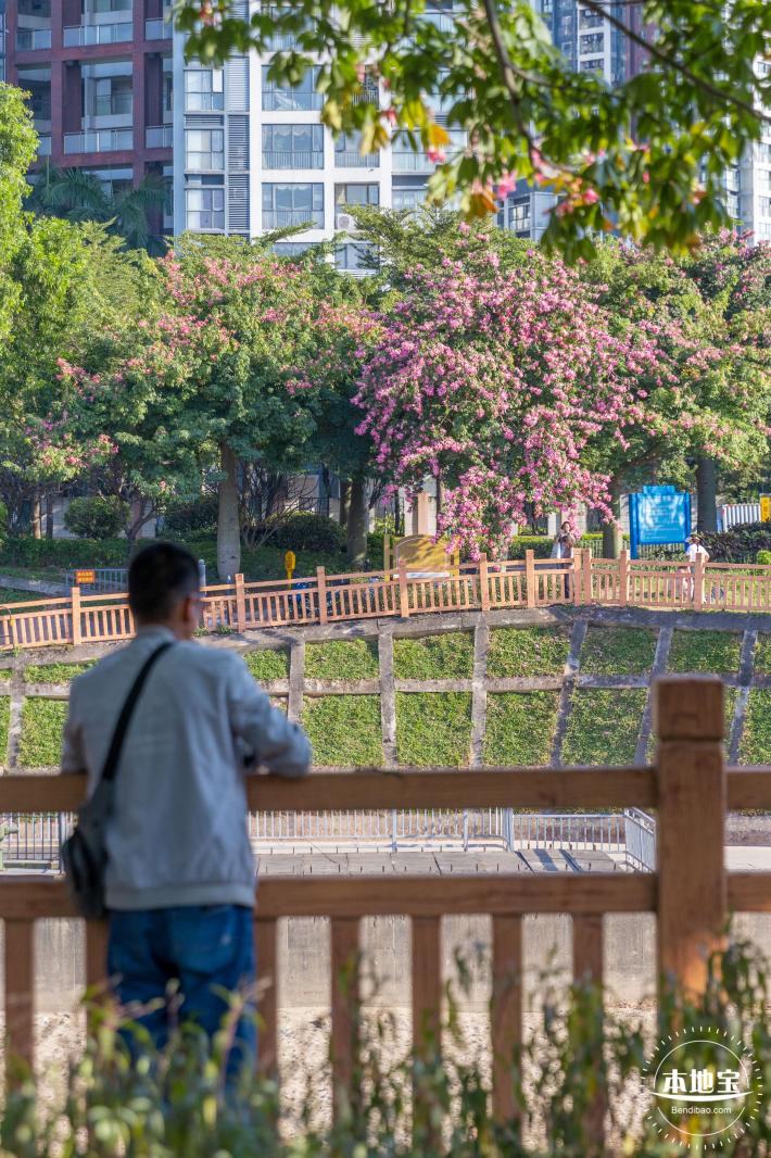 观澜河异木棉