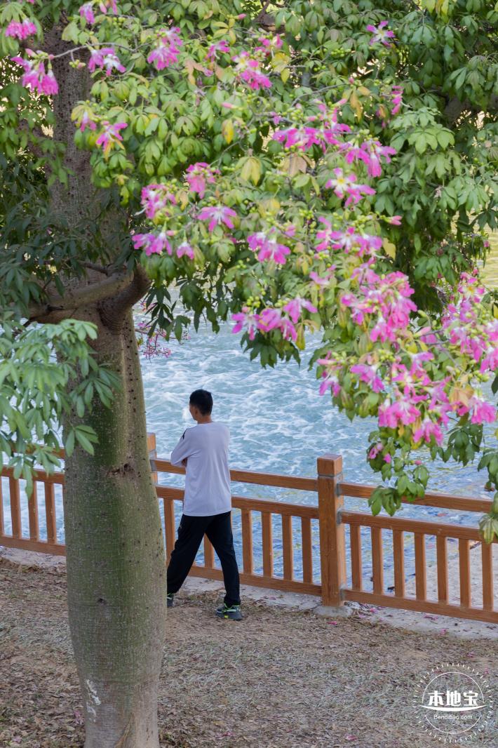 观澜河异木棉