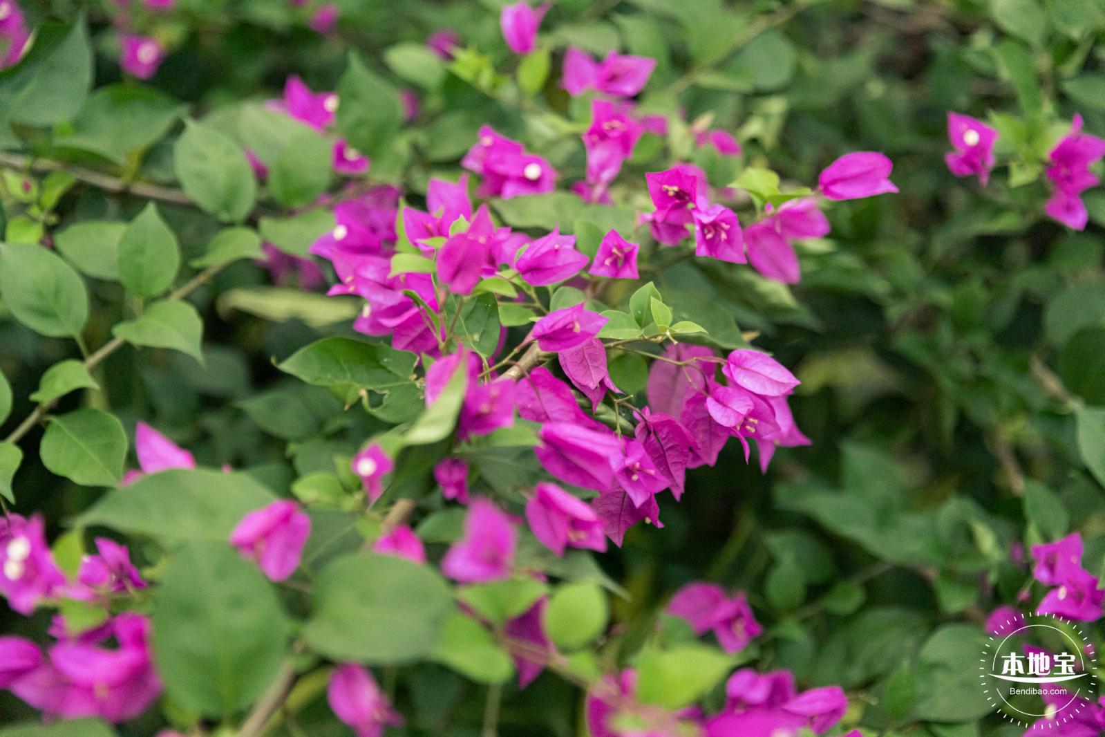香蜜公园月季