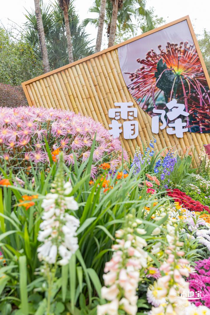 2023东湖公园菊花展