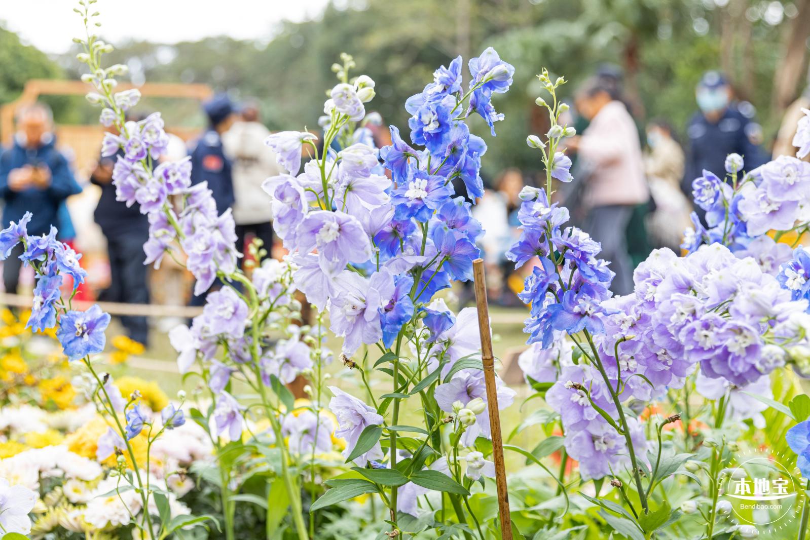 2023东湖公园菊花展