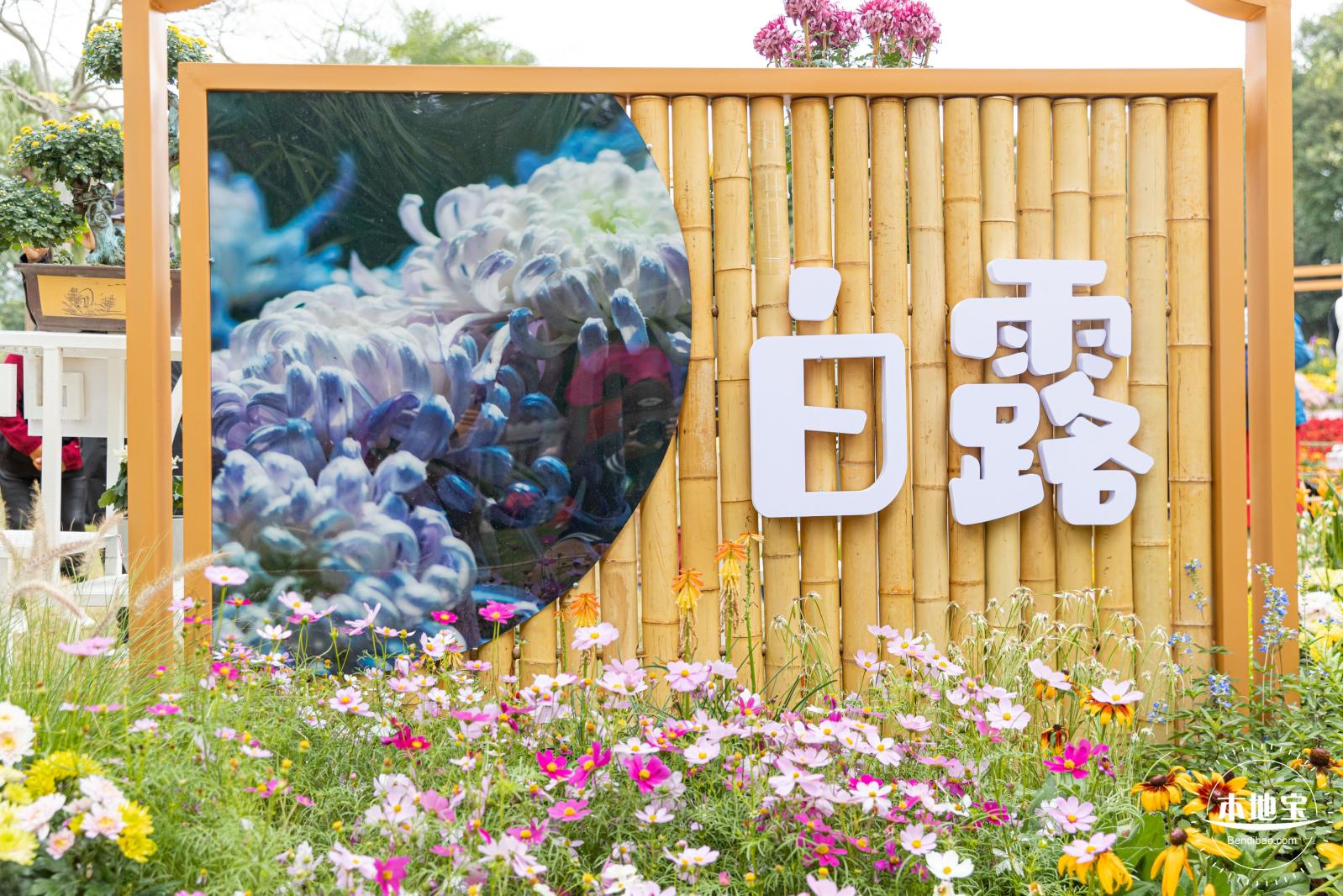 2023东湖公园菊花展