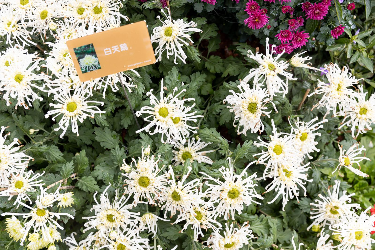 2023东湖公园菊花展