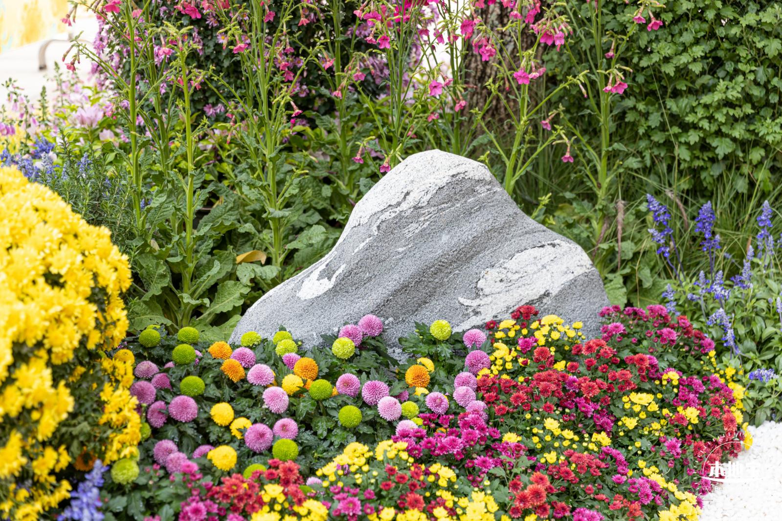 西丽生态公园花海&菊花展